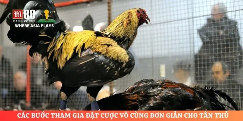 Các bước tham gia đặt cược vô cùng đơn giản cho tân thủ