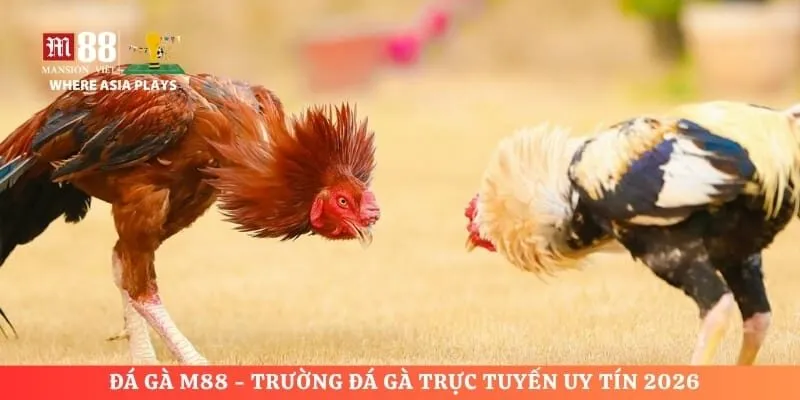 Đá Gà M88 - Trường Đá Gà Trực Tuyến Uy Tín 2026