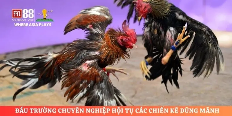 Đấu trường chuyên nghiệp hội tụ các chiến kê dũng mãnh