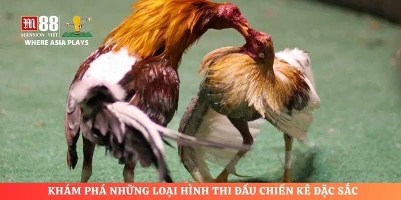 Khám phá những loại hình thi đấu chiến kê đặc sắc